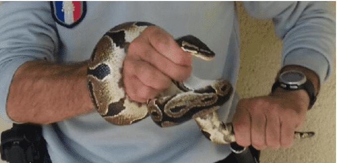 python caractéristque (serpent python male ou femelle)