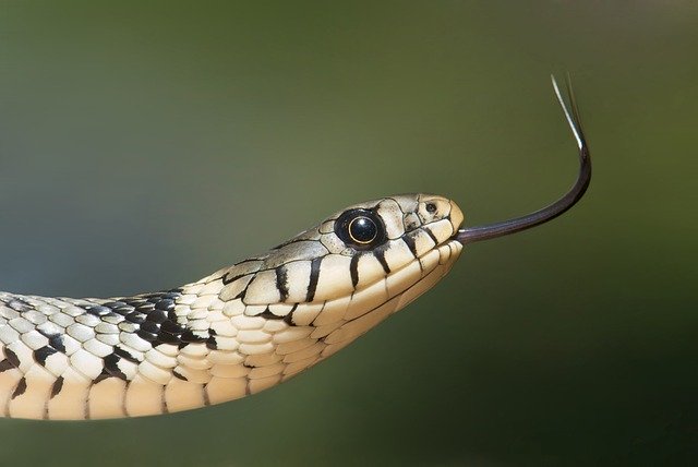 langue serpent