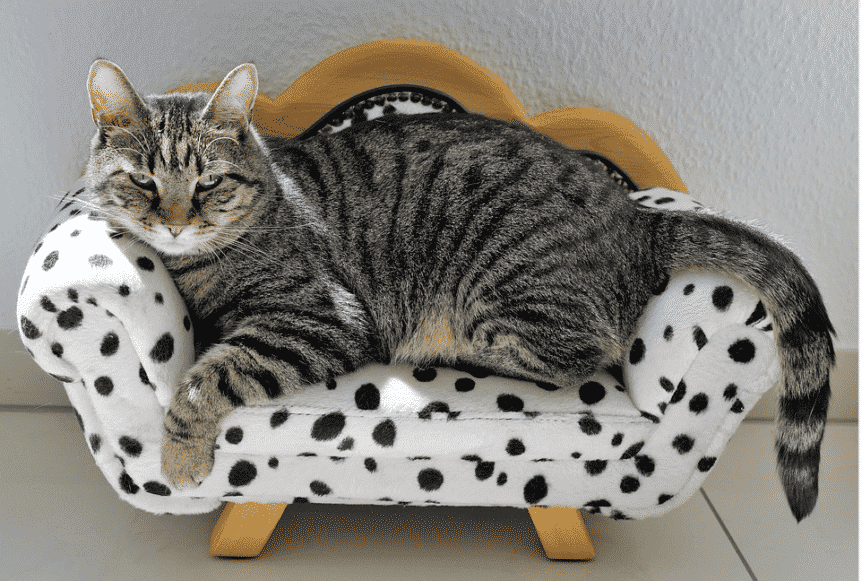 Chat et Islam Un symbole de Dévotion (et aussi...) Animaux Chéris