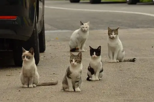 Chat et Islam : Un symbole de Dévotion (et aussi...)