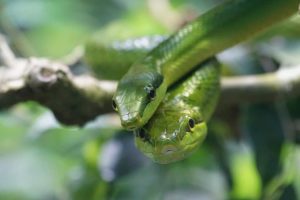 serpent python vert