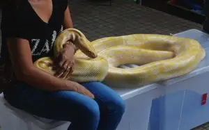 Morsure par un Serpent Python