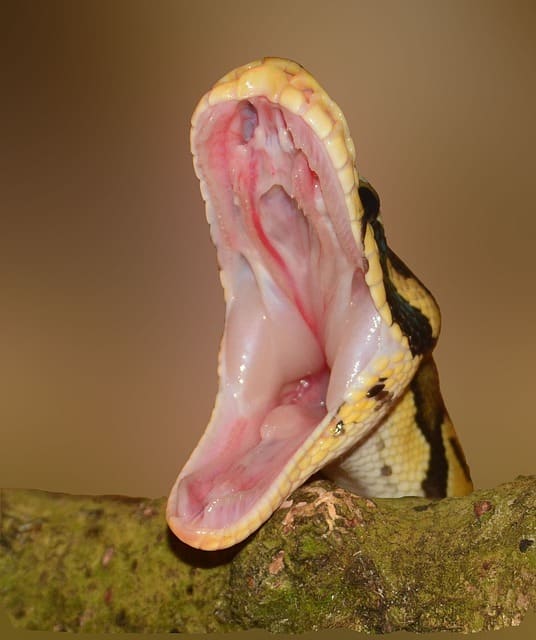 Morsure par un Serpent Python
