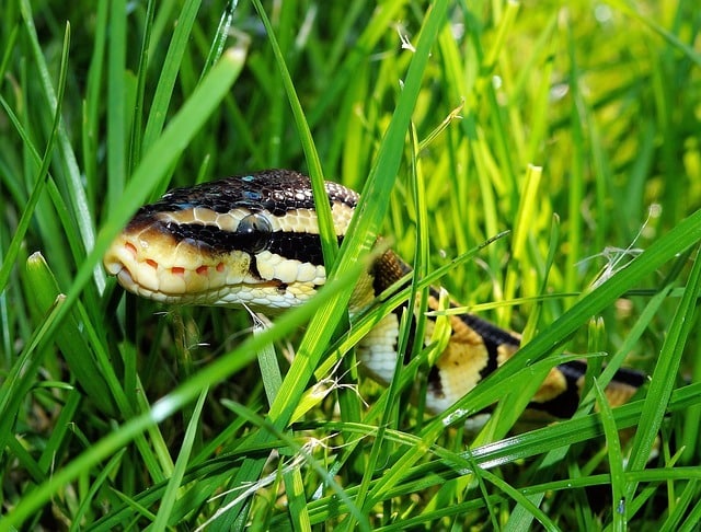 python sexe (serpent python male ou femelle)