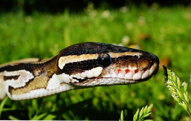 Morsure par un Serpent Python