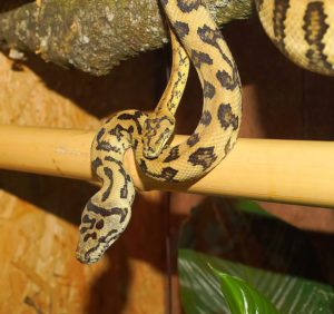 terrarium serpent (serpent python male ou femelle)