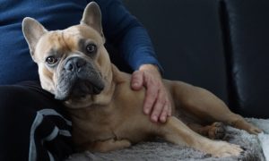Prendre soin bulldog anglais vieillesse (agé)