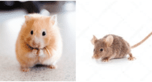 hamster-ou-souris