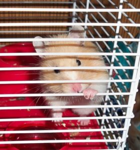 hamster ronge cage