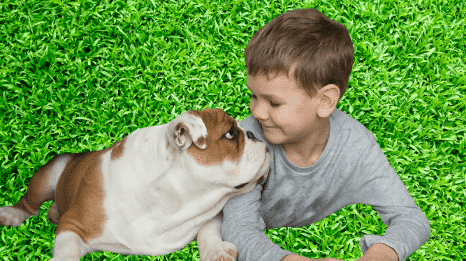 interaction d'un bulldog envers un enfant