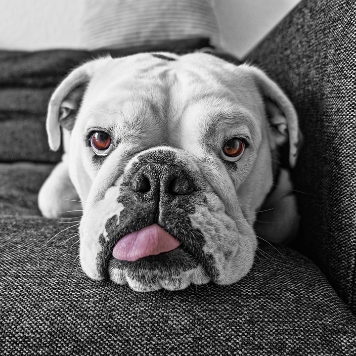bulldog anglais yeux rouges