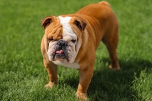 alopécie chez un bulldog