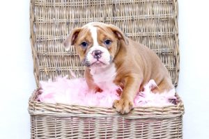 Que Regarder Avant d'Acheter un Bébé Bulldog Français ?