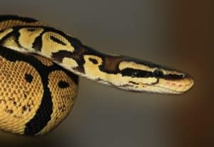 Python Royal et Humidité : Les Précautions à Prendre