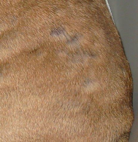perte de poils bulldog