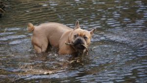 pourquoi le bulldog français ne sait pas nager
