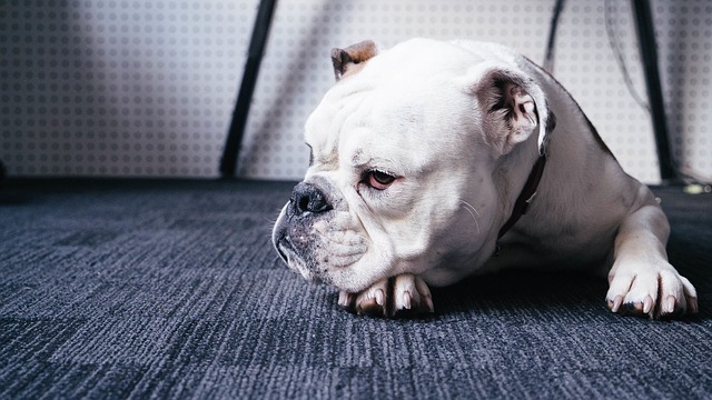 Bulldog Anglais : Insémination Artificielle Obligatoire ? (top 4 des...)