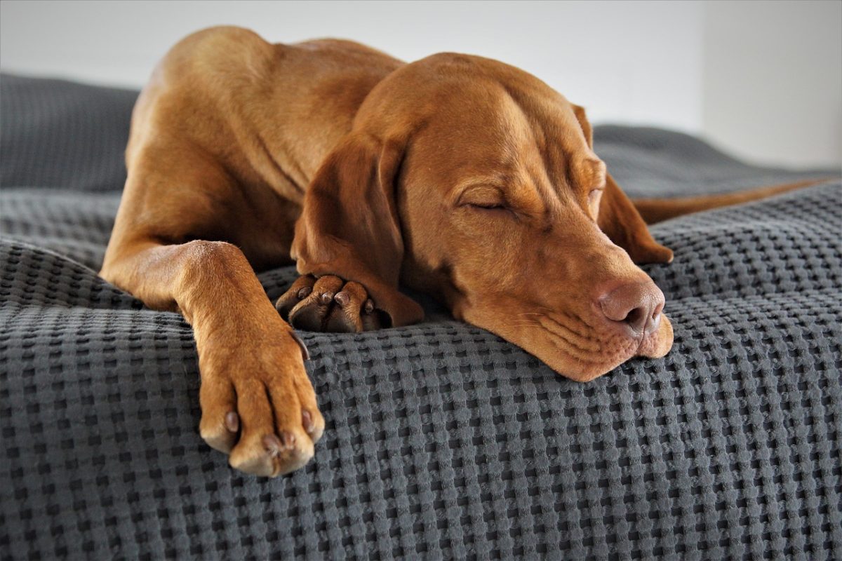 Les 20 meilleurs Races de Chiens pour les Enfants (adorables)