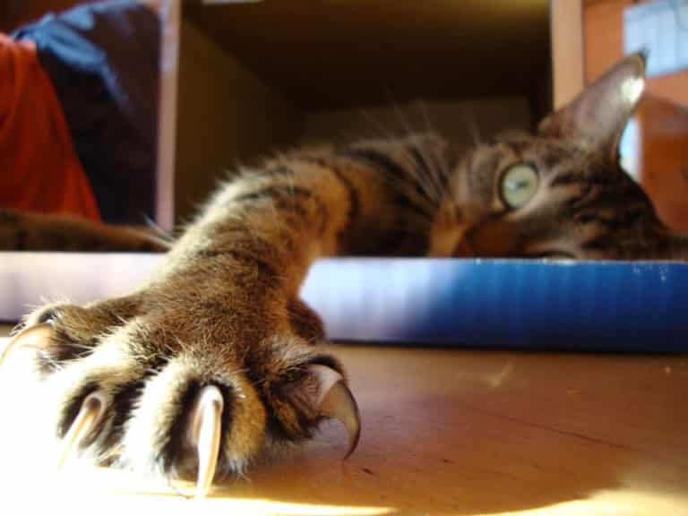 Mon Chat Fuit Quand Je L'approche Comment Savoir si Mon Chat est en Chaleur? (6 signes sur votre chatte)
