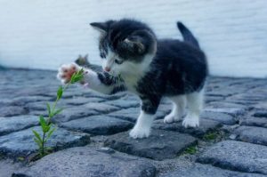 7 Plantes Que les Chats Adorent