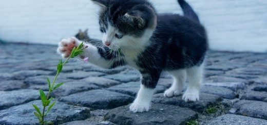 7 Plantes Que les Chats Adorent