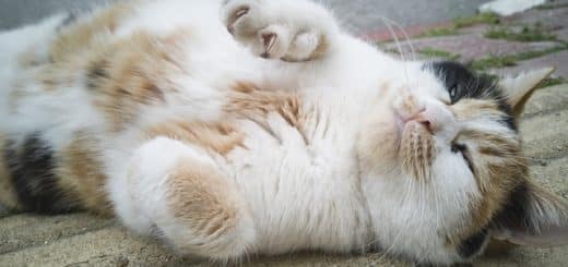 Tout sur le ventre du chat - Pourquoi les chats le montrent et si vous devez les caresser