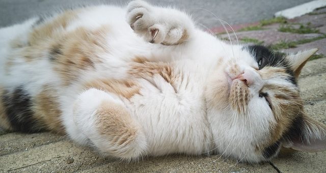 Tout sur le ventre du chat - Pourquoi les chats le montrent et si vous devez les caresser