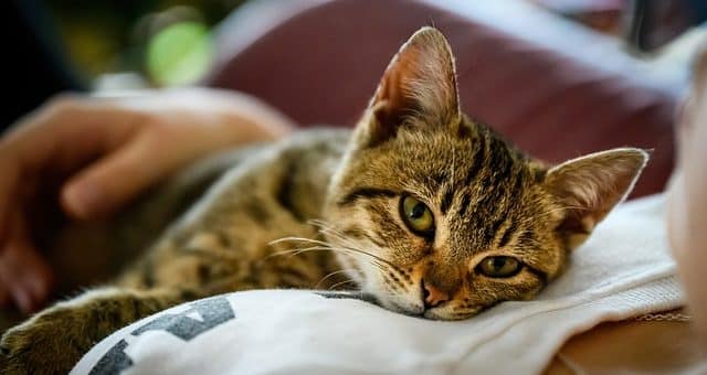 Est-ce Que Votre Chat Comprend Quand Vous Etes Triste ? (ou pleurez)