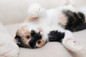 Pourquoi Tous les Chats n’Aiment pas les Caresses sur le Ventre ? (à savoir)