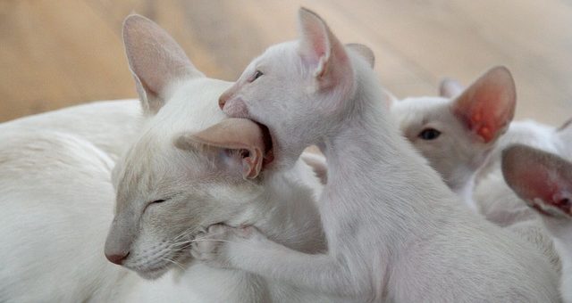 Pourquoi Les Chats Mordent en Jouant ? (et comment les stopper)