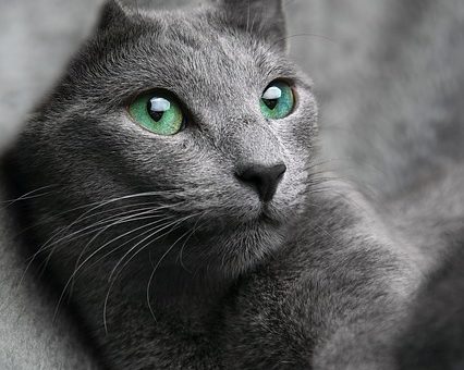 9 races de chat qui ne perdent pas beaucoup de poils ?