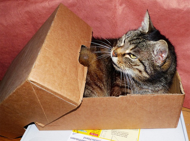 Pourquoi les Chats Aiment Autant les Boîtes ? (6 raisons étonnantes)