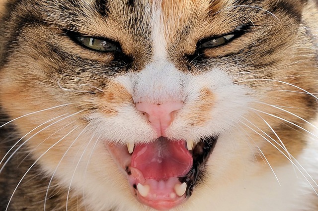 Votre Chat est colère Contre Vous ? (4 raisons visibles et 15 cachées)