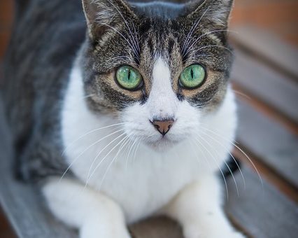 Pourquoi Adopter Deux Chatons Plutôt qu’Un Seul