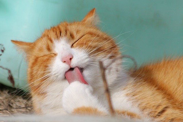 Pourquoi les Chats Dorment Autant