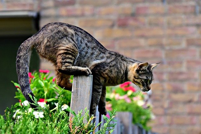 Comment Empêcher les Chats de Faire leurs Besoins dans le Jardin