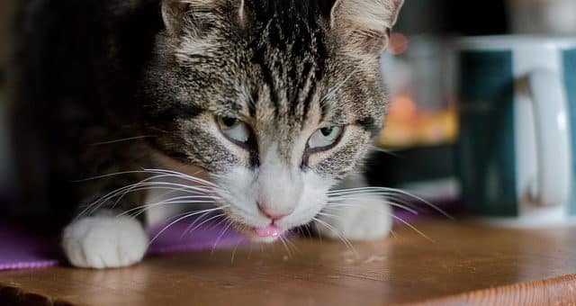 Pourquoi Mon Chat Mange Tout Ce Qui Traîne