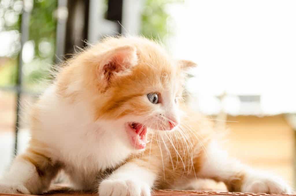 Enfin Décodé : Pourquoi les Chats Remuent leur Queue ? (5 raisons)