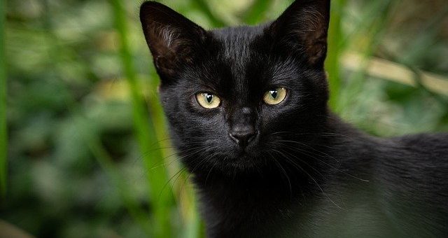Pourquoi Les Chats Portent Malheur ? (la superstition est peut être vraie…)