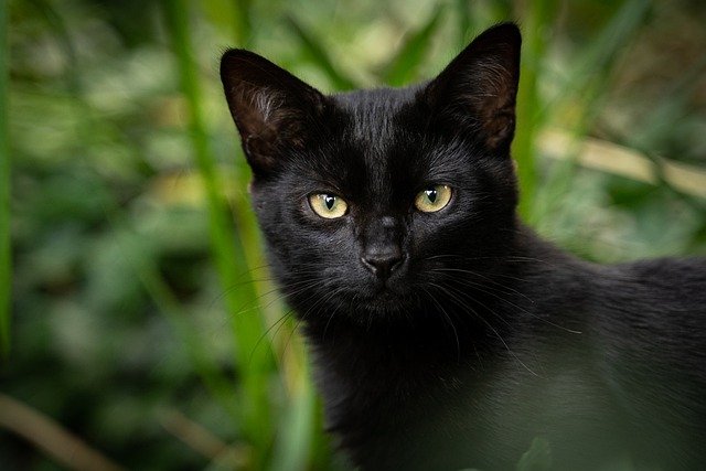 Pourquoi Les Chats Portent Malheur ? (la superstition est peut être vraie…)