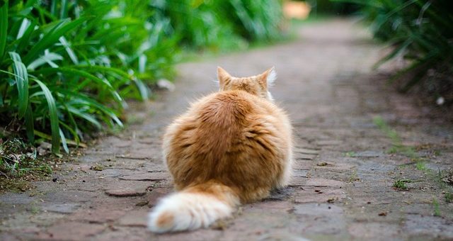 Pourquoi Mon Chat Joue Avec Sa Queue