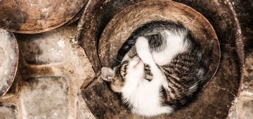 Pourquoi les Chats Dorment en Boule ?