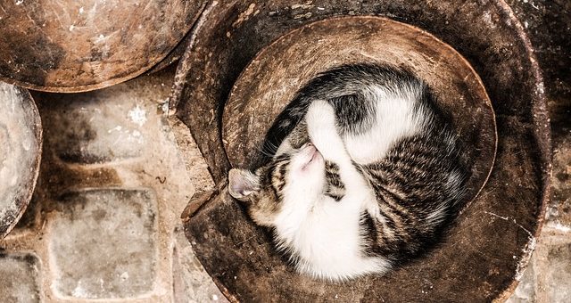 Pourquoi les Chats Dorment en Boule ?