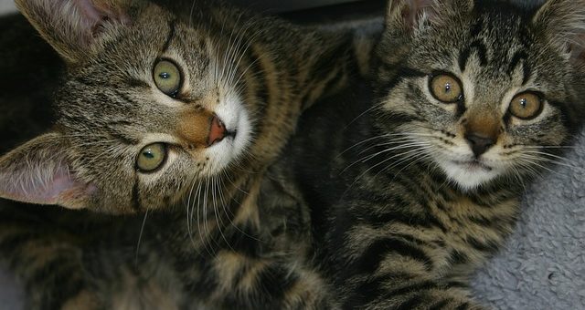 Pourquoi Adopter Deux Chatons Plutôt qu’Un Seul