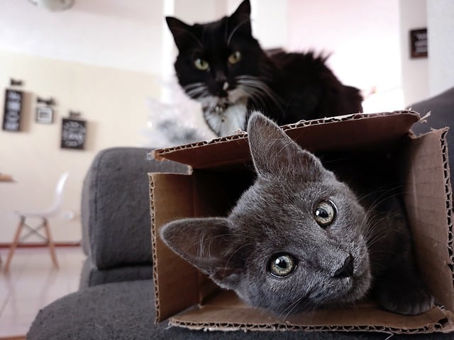 Pourquoi les Chats Aiment Autant les Boîtes ? (6 raisons étonnantes)