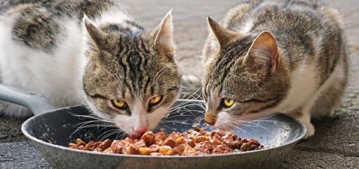 Les Chats Peuvent Ils Manger de la Nourriture Pour Chien