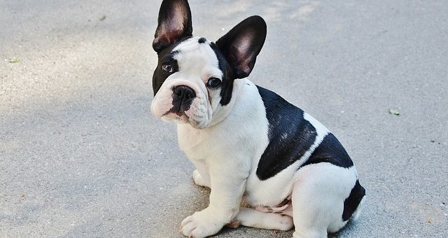 Bouledogue Français : 21 Problèmes de Santé Communs