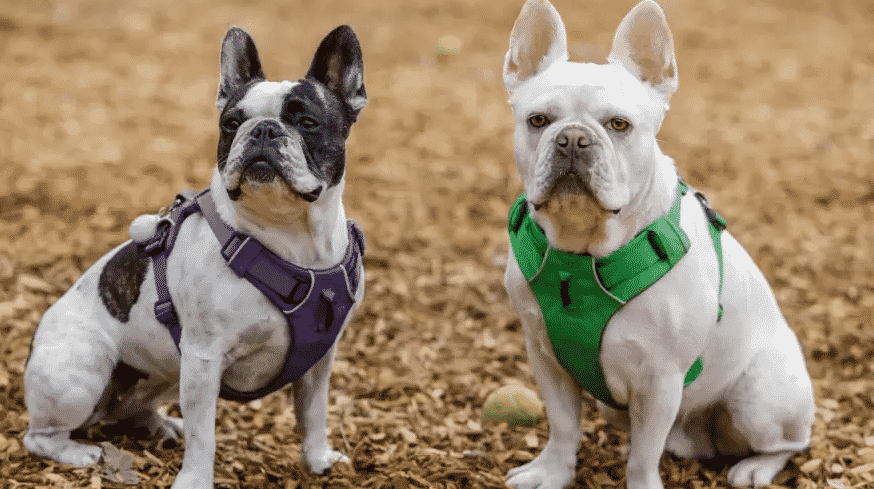 Frenchton : Ce Chien est il Fait pour Vou