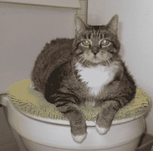 Raisons de Ne pas Apprendre à Votre Chat à Aller Aux Toilettes