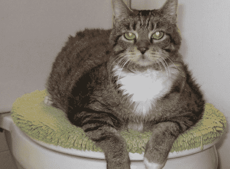 Raisons de Ne pas Apprendre à Votre Chat à Aller Aux Toilettes